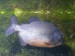 464_Pirana_jihoamericka_Serrasalmus_nattereri_.jpg